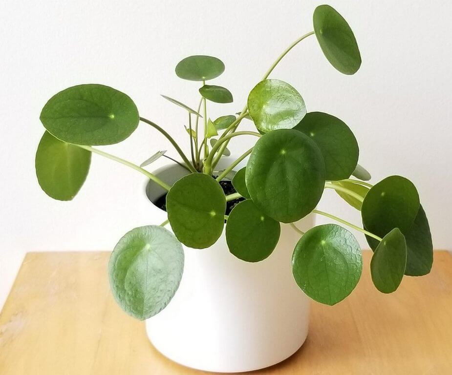 Pilea leaves curling