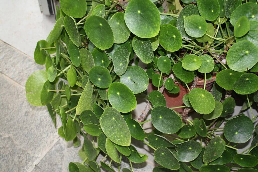 Pilea peperomioides Pilea leaves curling