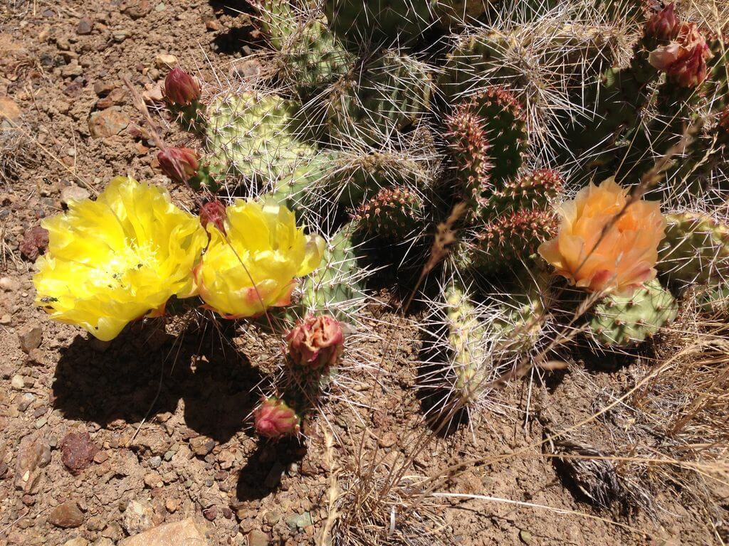 Prickly Pear Cactus orange flower