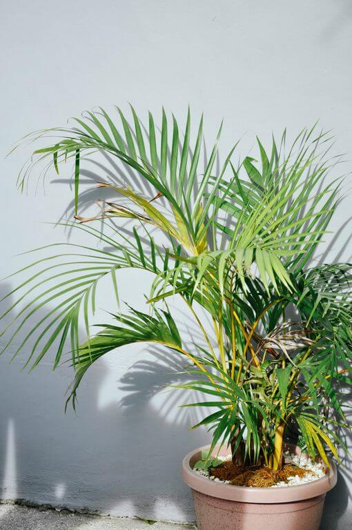 indoor overwatered palm tree