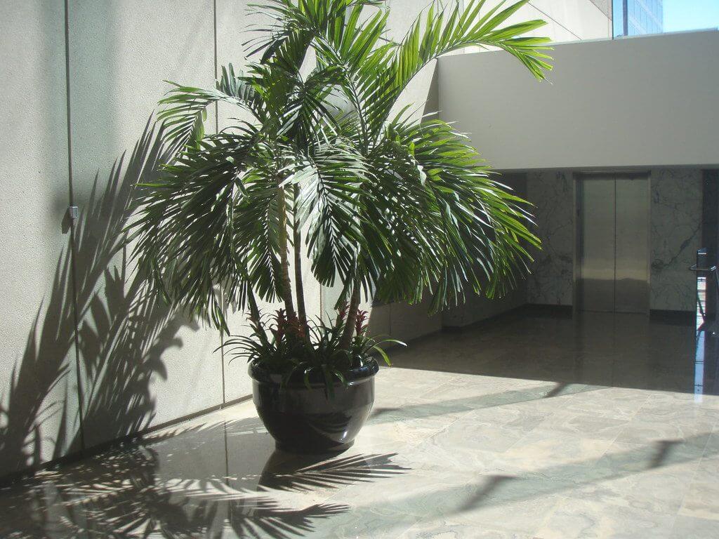 overwatered palm tree indoor