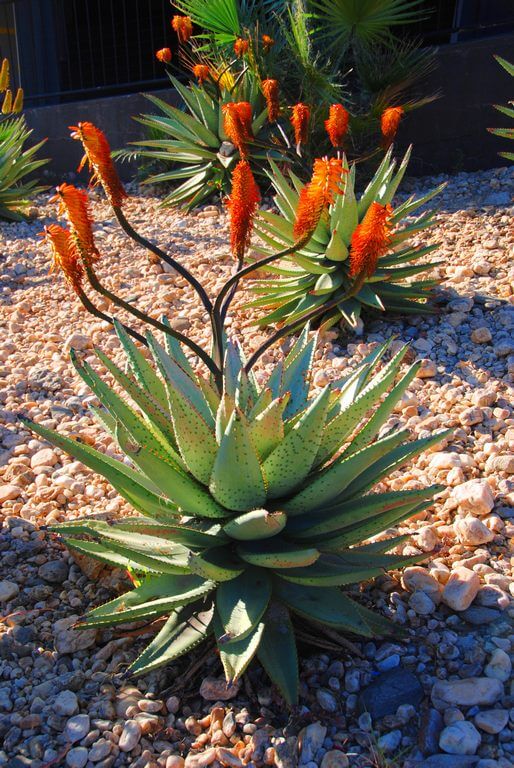 succulent with orange flowers Aloe Ferox (Bitter Aloe)