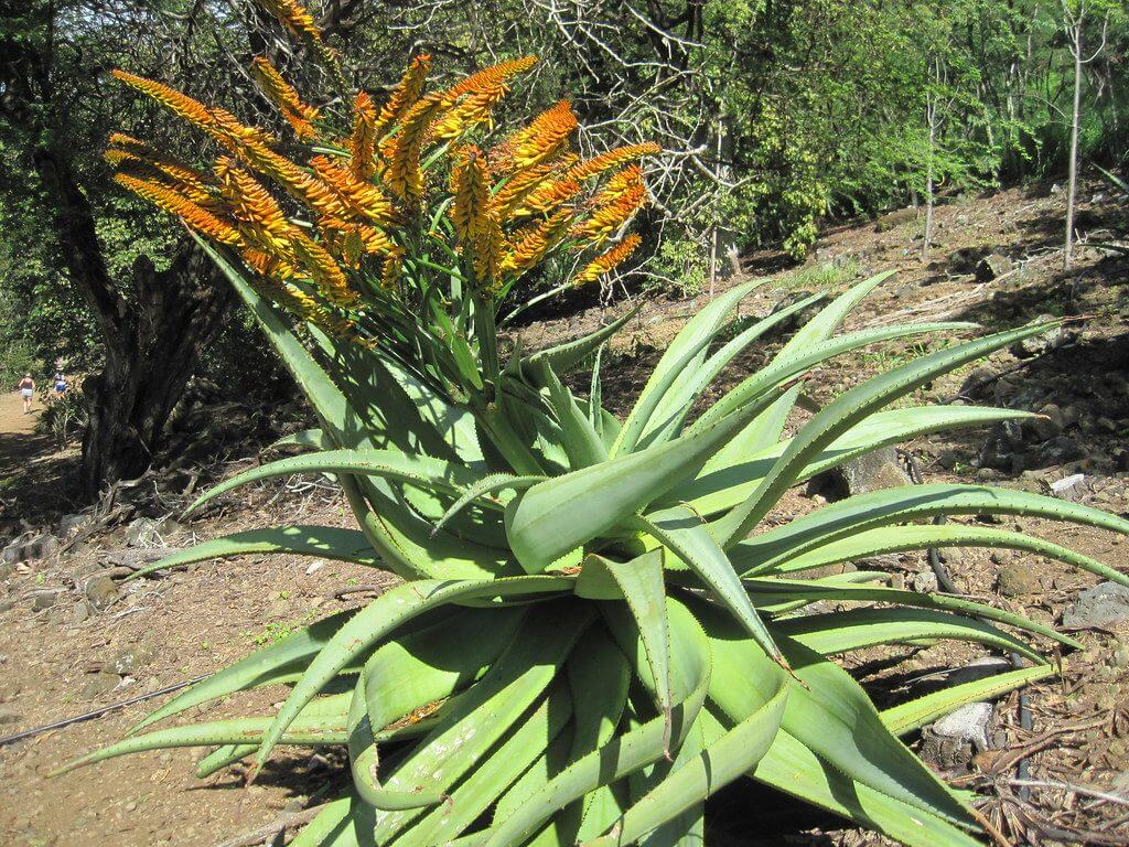 succulent with orange flowers Aloe marlothii (Mountain Aloe) Cactus