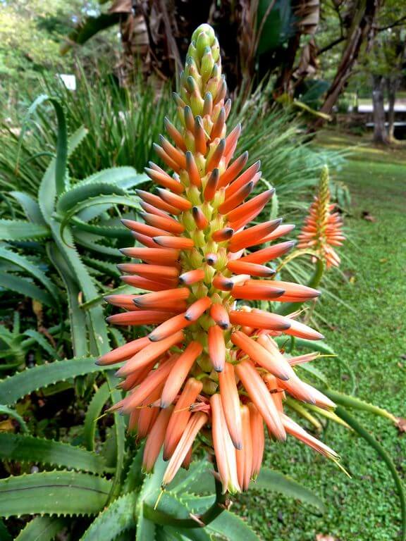succulent with orange flowers Candelabra Aloe (Aloe arborescens)