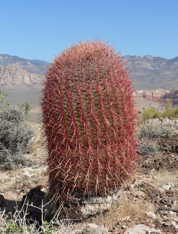 succulent with orange flowers Compass Barrel Cactus (Ferocactus cylindraceus)