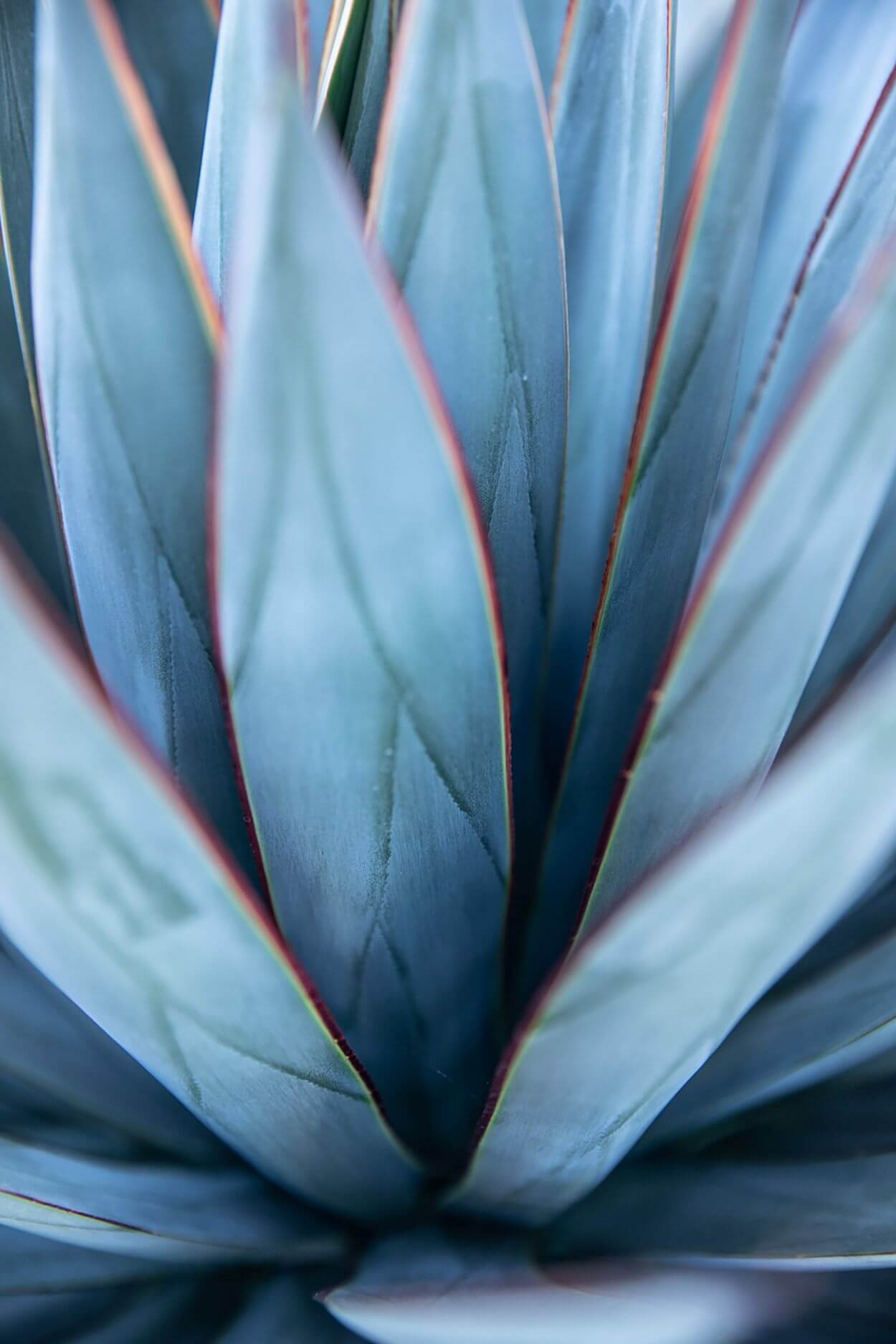 Blue Flame Agave 