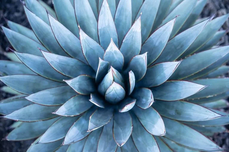 Blue Flame Agave