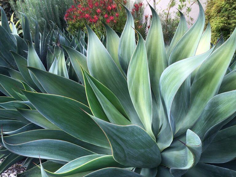 Blue Flame Agave 