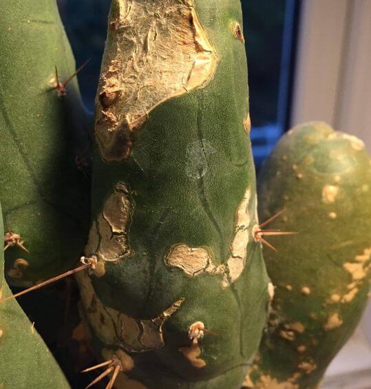 Cactus Turning Brown