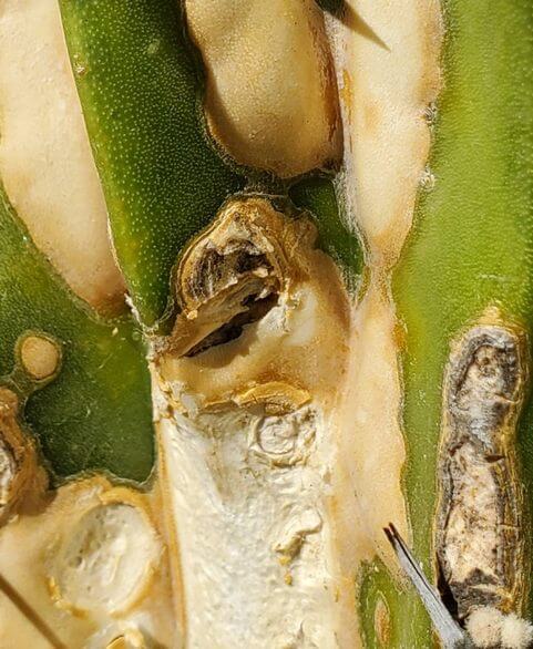 Cactus Turning Brown caused by Spider Mites 