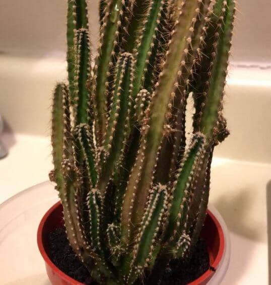 Cactus Turning Brown