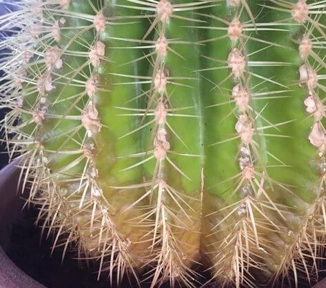 Cactus Turning Brown