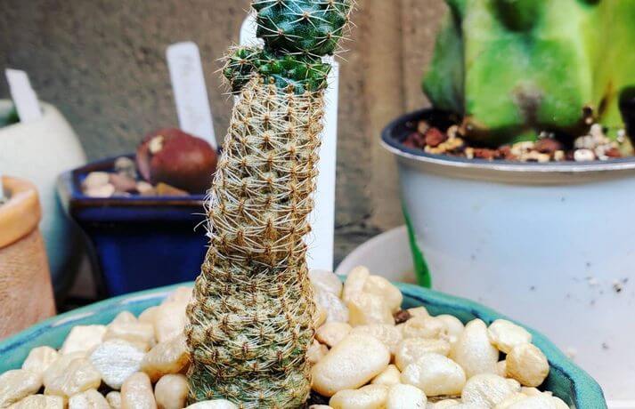 Cactus Turning Brown