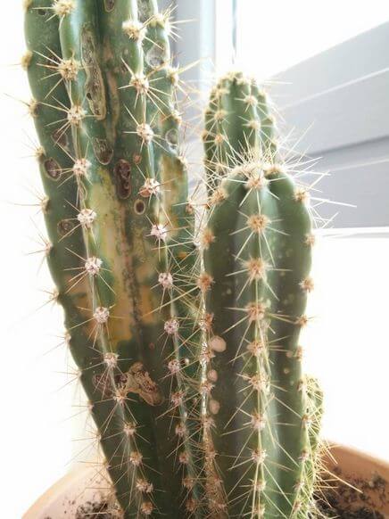 Cactus Turning Brown