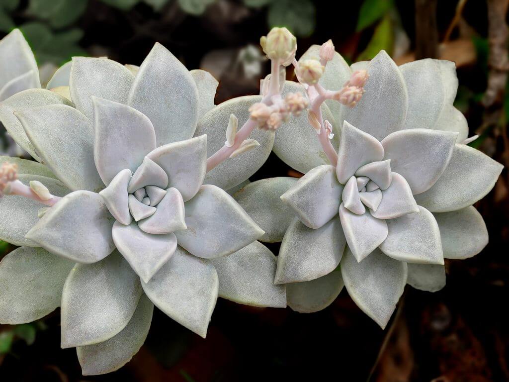 Echeveria Laui flower