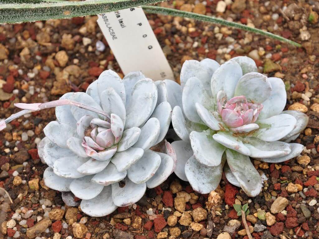 Echeveria Laui from seed