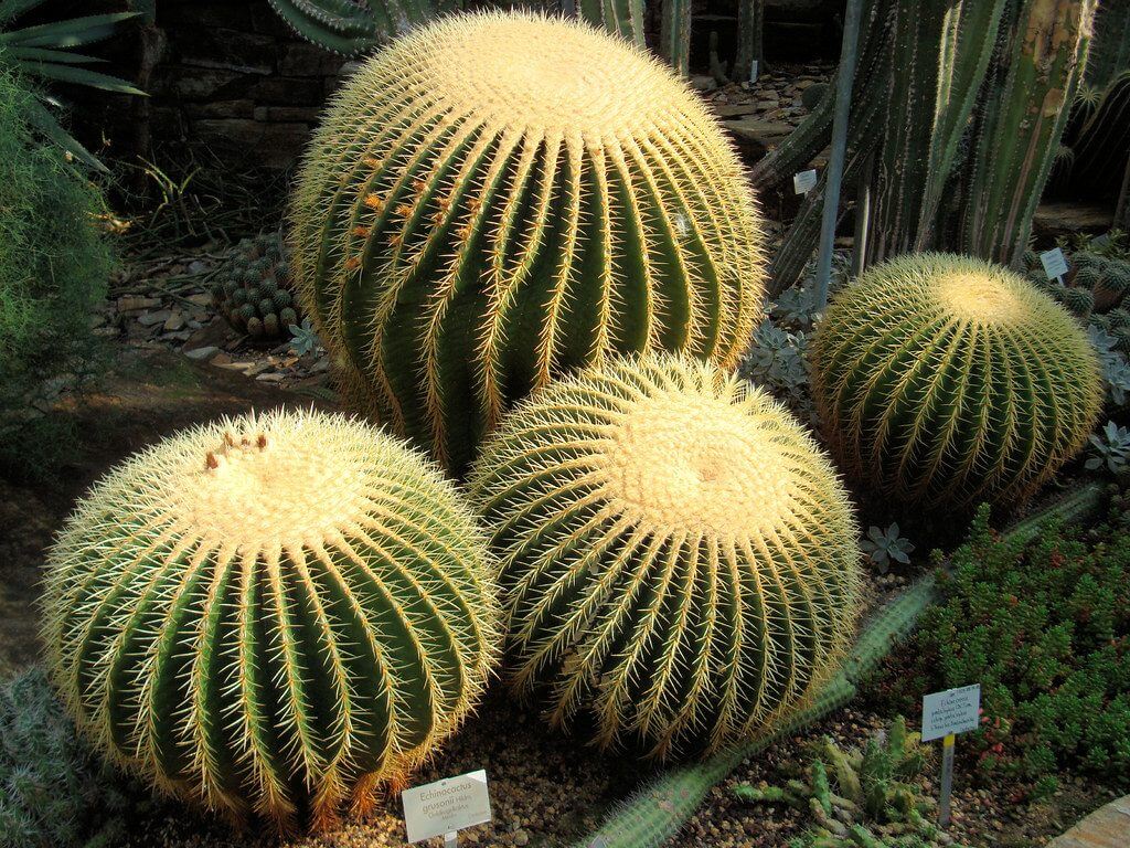 Golden Barrel Cactus (Echinocactus Grusonii) 3