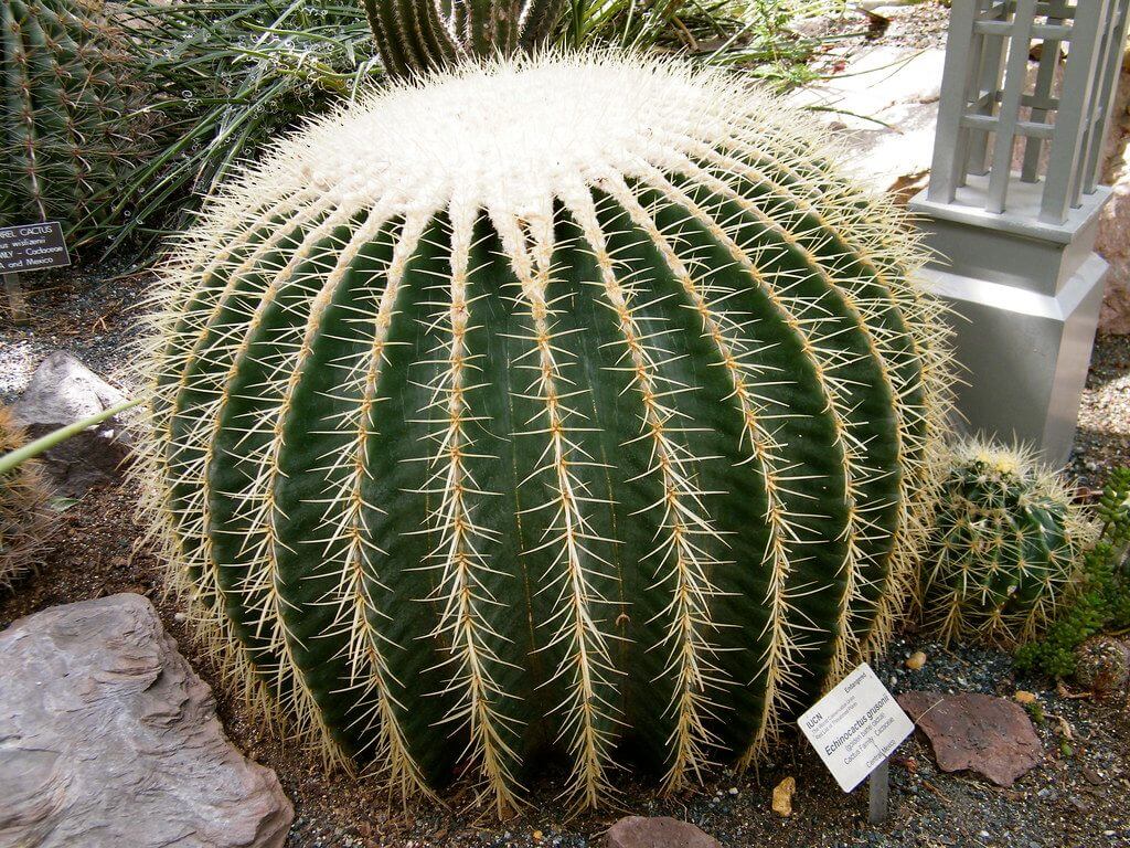 Golden Barrel Cactus (Echinocactus Grusonii) 2