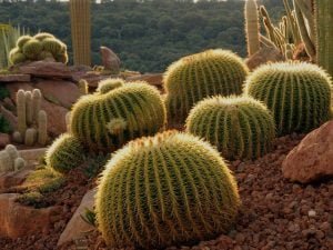 Golden Barrel Cactus (Echinocactus Grusonii) 3