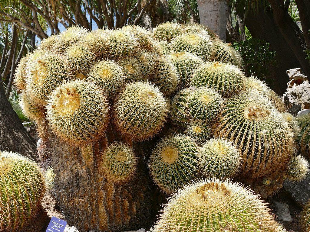 Golden Barrel Cactus (Echinocactus Grusonii) 3