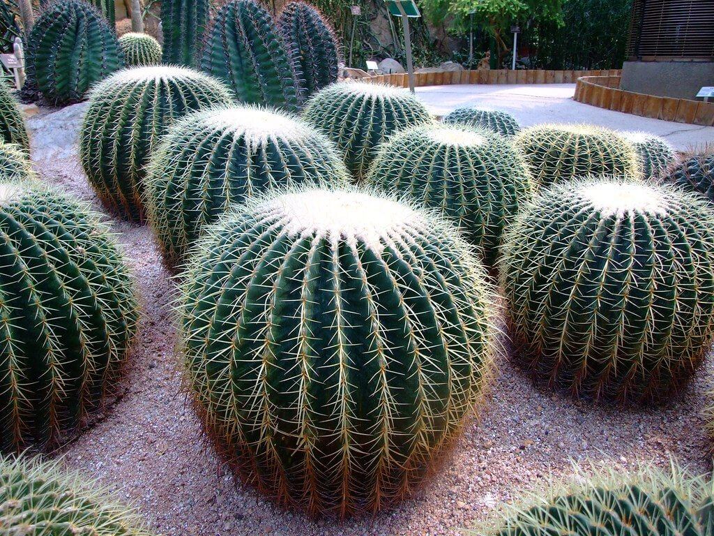 Golden Barrel Cactus (Echinocactus Grusonii) 3