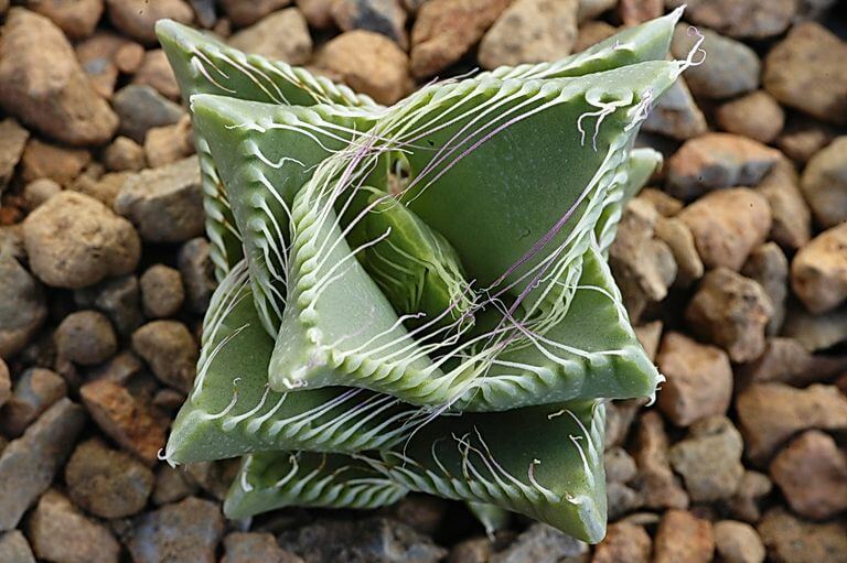 Tiger Jaw Succulent