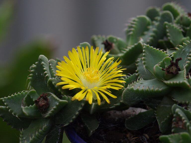 Tiger Jaw Succulent