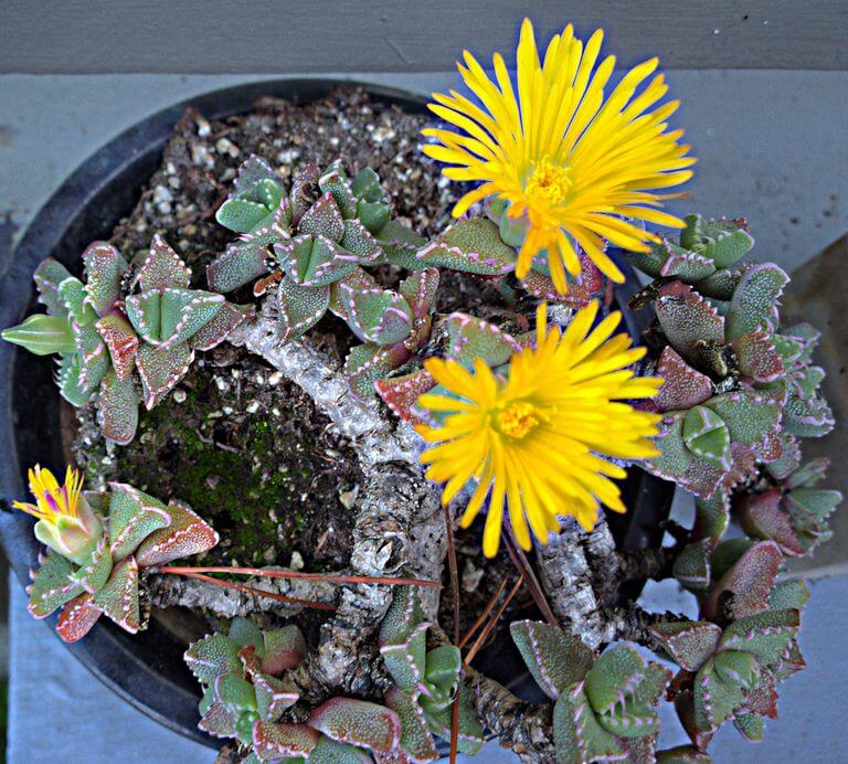 Tiger Jaw Succulent