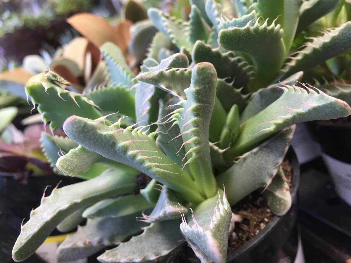 Tiger Jaw Succulent