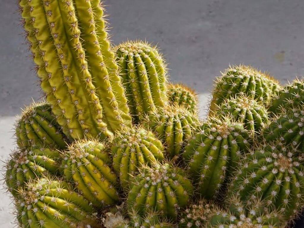cactus turning yellow 3