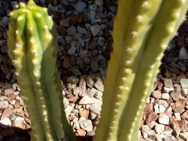 Why is my cactus turning yellow? The Ultimate Guide