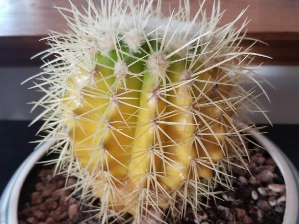 cactus turning yellow 3