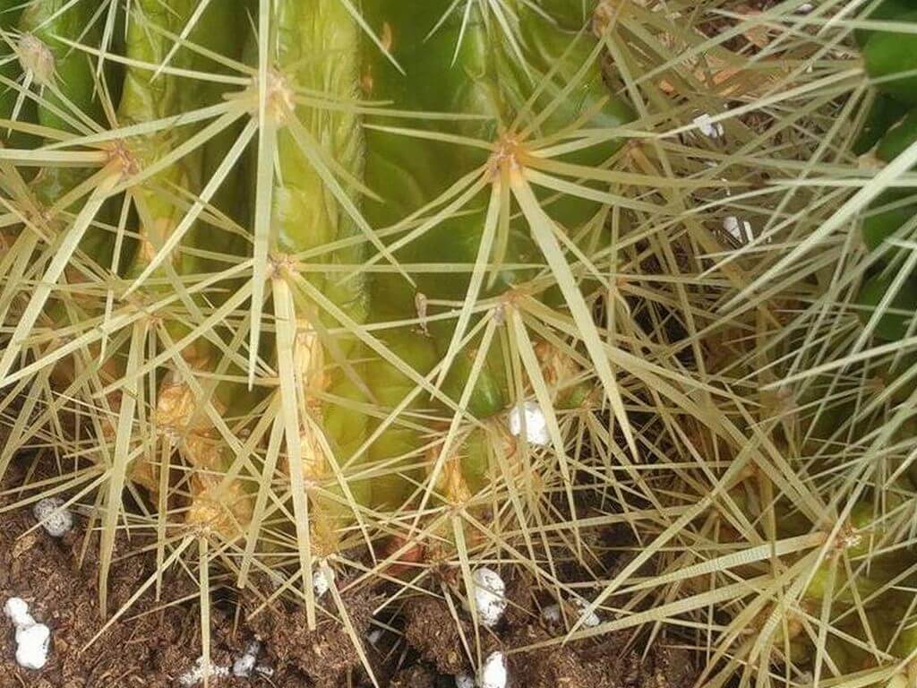 cactus turning yellow 3