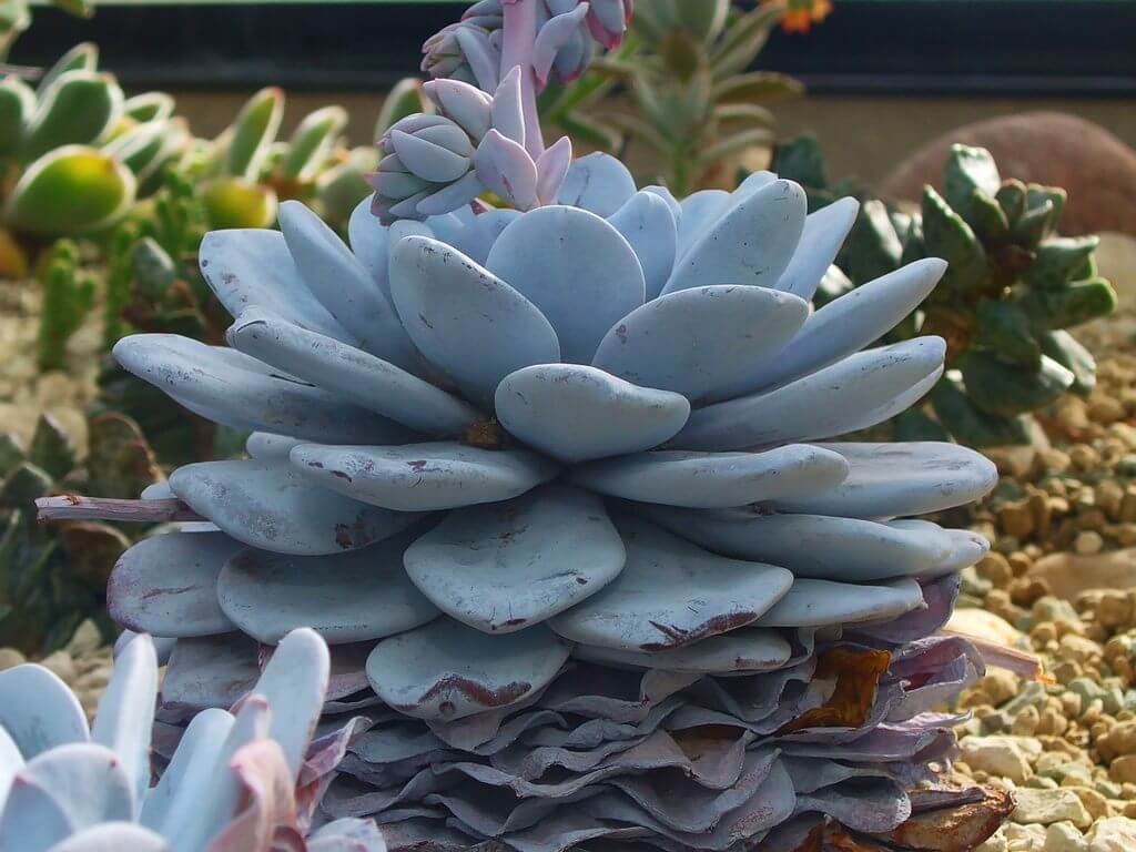 echeveria laui blue