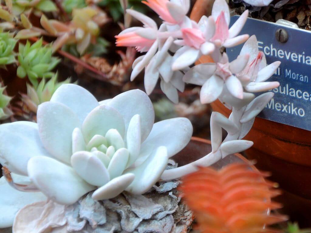 echeveria laui with pink purple colors 