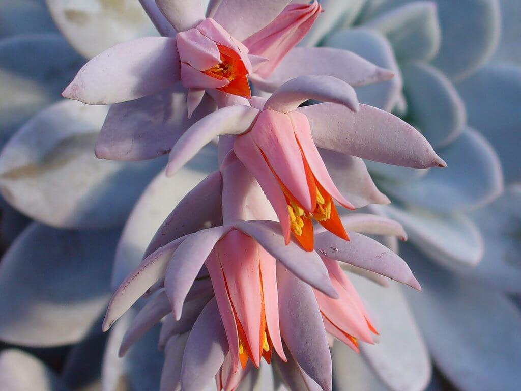 echeveria laui pink