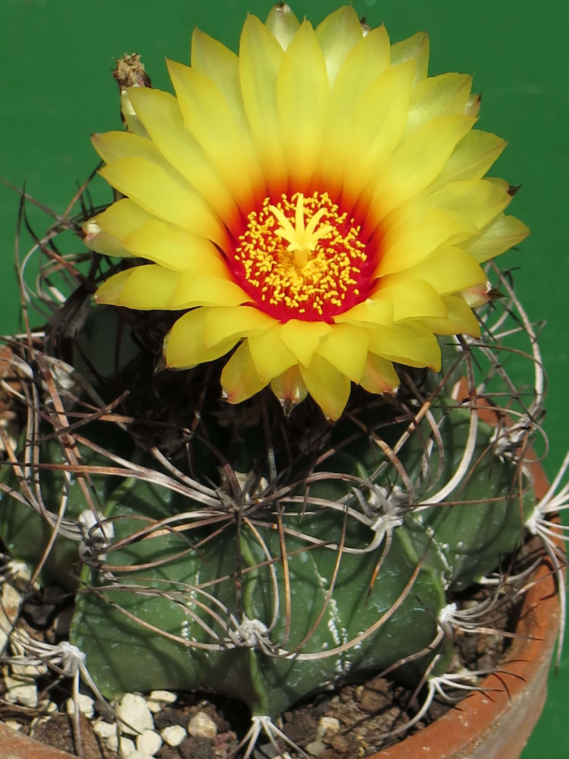 Astrophytum Capricorne (Goat'S Horn Cactus)