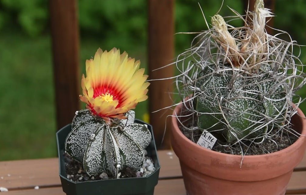 Astrophytum Capricorne Goat's Horn Cactus