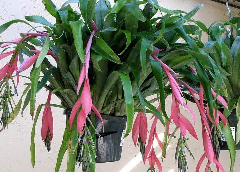 Billbergia Nutans (Queen'S Tears)