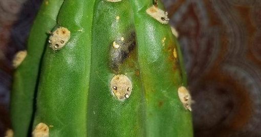 Black Spots on cacti