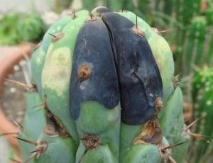 Black Spots on Cactus