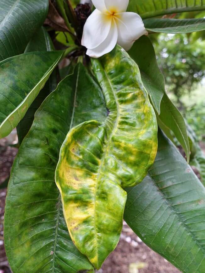 Curling Leaves on Plumeria Spider Mites 