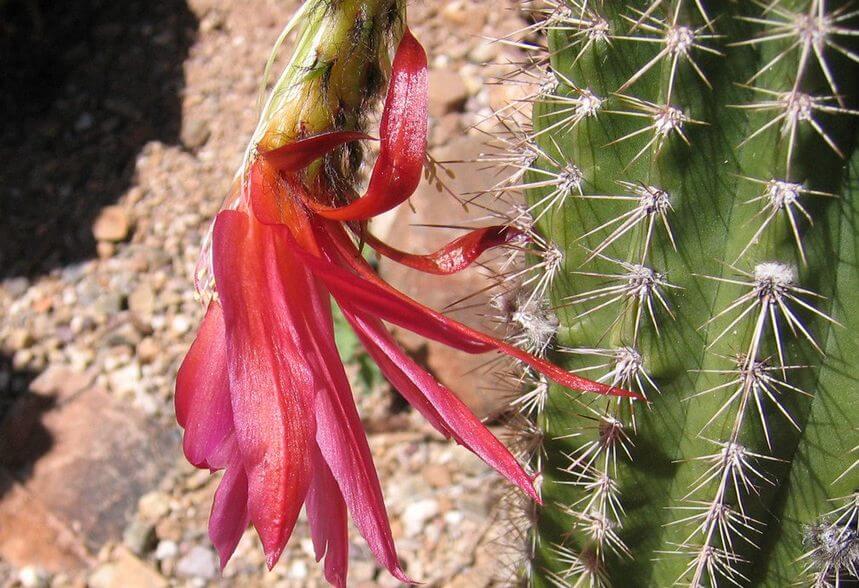 Echinopsis spp. (Sea Urchin Cactus)