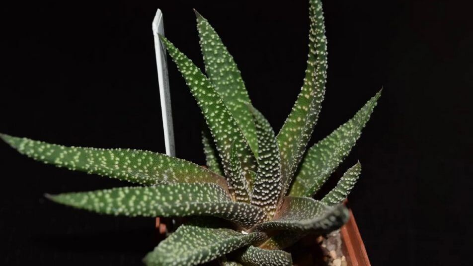 Gasteria Species (Gasteria)