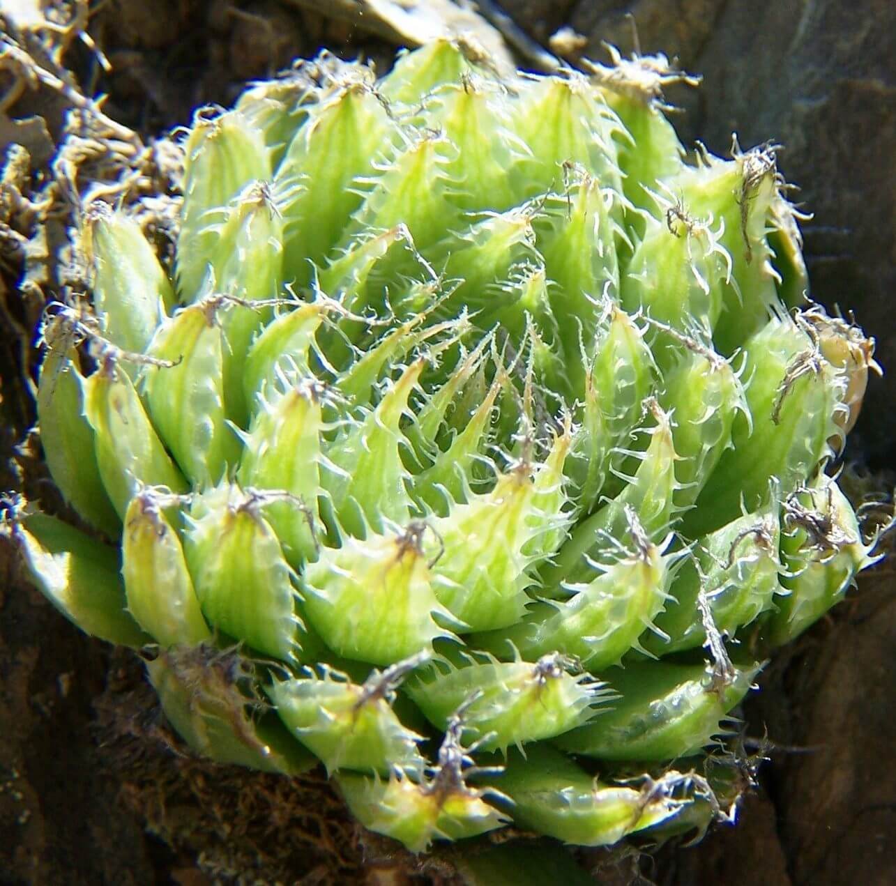 Glassrim Haworthia (Haworthia mucronata)