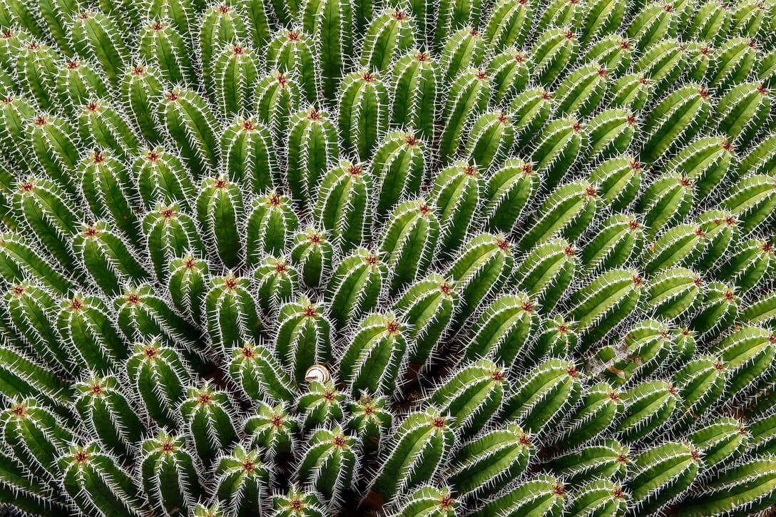 How long does it take for a cactus to grow (2)