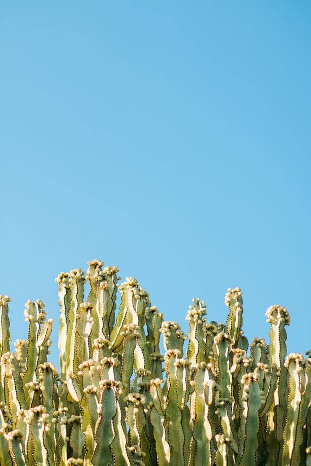 How long does it take for a cactus to grow (2)