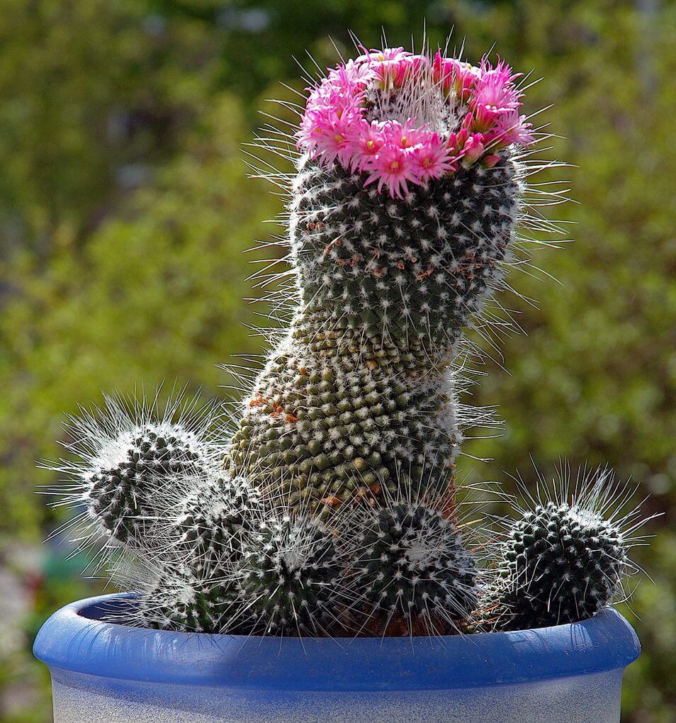Spiky Succulent Mammillaria Spp. (Pincushion Cactus)