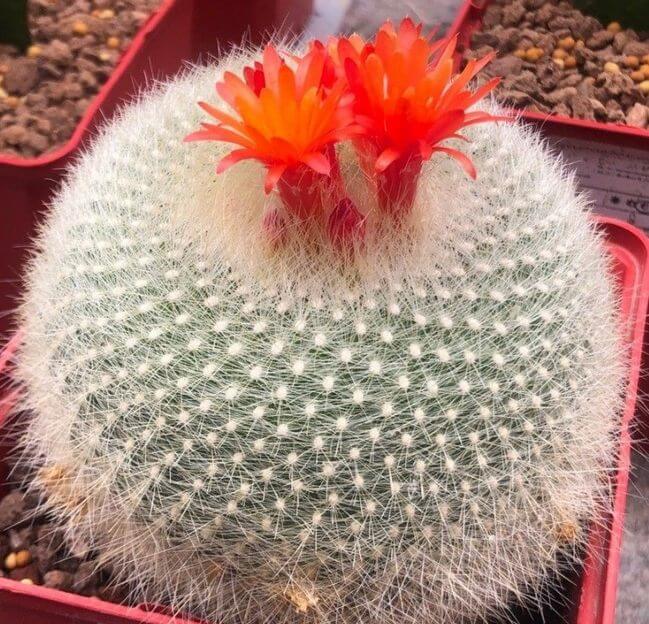 Parodia Haselbergii (Scarlet Ball Cactus)