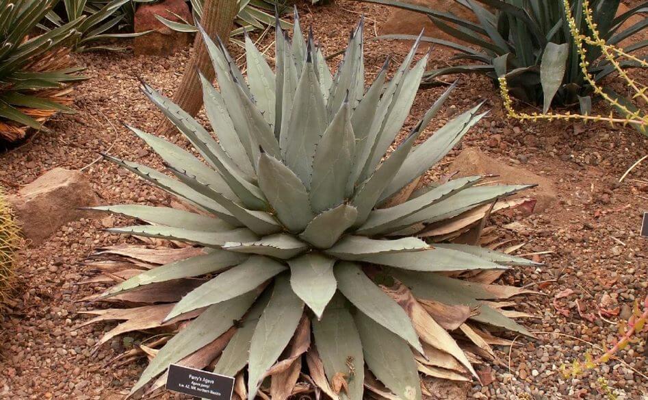 Parry's Agave (Agave parryi)